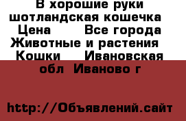 В хорошие руки шотландская кошечка › Цена ­ 7 - Все города Животные и растения » Кошки   . Ивановская обл.,Иваново г.